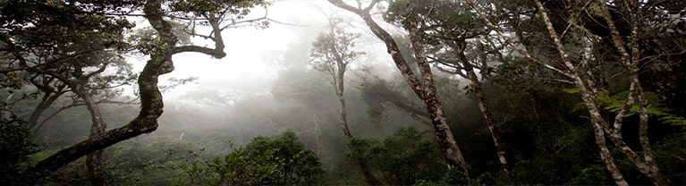 Sinharaja Forest Reserve