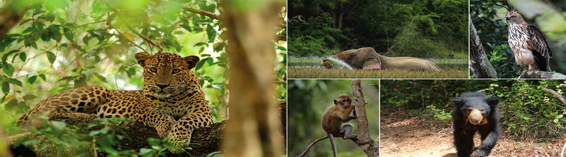 Wilpattu National Park